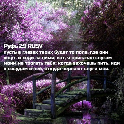 Picture 02 - Руфь 2:9 RUSV - пусть в глазах твоих будет - Bible Verse Picture