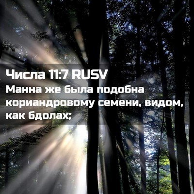 Picture 02 - Числа 11:7 RUSV - Манна же была подобна - Bible Verse Picture