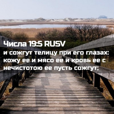 Picture 02 - Числа 19:5 RUSV - и сожгут телицу при его - Bible Verse Picture