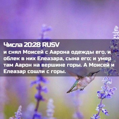 Picture 02 - Числа 20:28 RUSV - и снял Моисей с Аарона - Bible Verse Picture