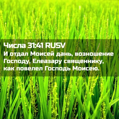 Picture 02 - Числа 31:41 RUSV - И отдал Моисей дань, - Bible Verse Picture