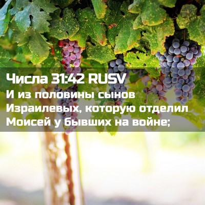 Picture 02 - Числа 31:42 RUSV - И из половины сынов - Bible Verse Picture
