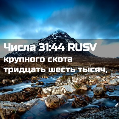Picture 02 - Числа 31:44 RUSV - крупного скота тридцать - Bible Verse Picture
