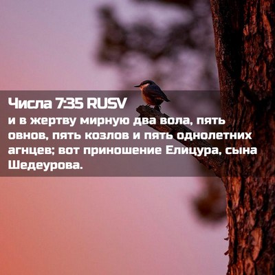 Picture 02 - Числа 7:35 RUSV - и в жертву мирную два вола, - Bible Verse Picture