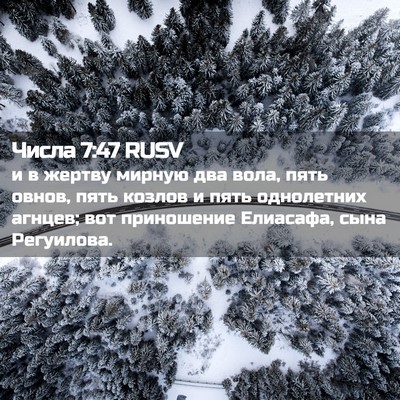 Picture 02 - Числа 7:47 RUSV - и в жертву мирную два вола, - Bible Verse Picture