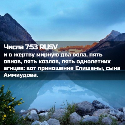 Picture 02 - Числа 7:53 RUSV - и в жертву мирную два вола, - Bible Verse Picture