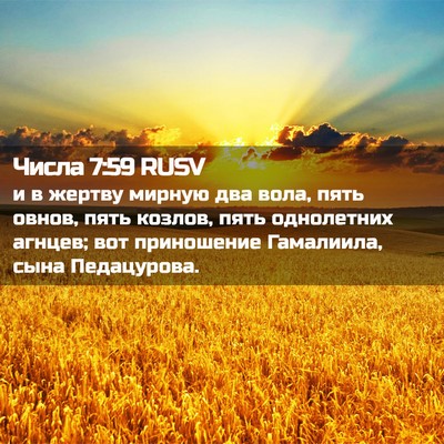 Picture 02 - Числа 7:59 RUSV - и в жертву мирную два вола, - Bible Verse Picture