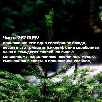 Picture 02 - Числа 7:67 RUSV - приношение его: одно - Bible Verse Picture