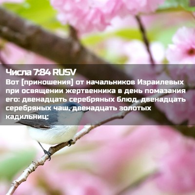 Picture 02 - Числа 7:84 RUSV - Вот [приношения] от - Bible Verse Picture
