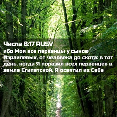 Picture 02 - Числа 8:17 RUSV - ибо Мои все первенцы у - Bible Verse Picture