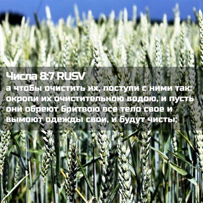 Picture 02 - Числа 8:7 RUSV - а чтобы очистить их, - Bible Verse Picture