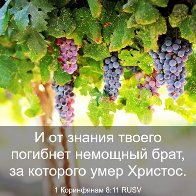 Picture 03 - 1 Коринфянам 8:11 RUSV - И от знания твоего - Bible Verse Picture