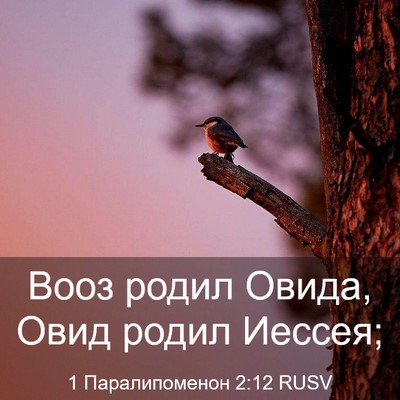 Picture 03 - 1 Паралипоменон 2:12 RUSV - Вооз родил Овида, Овид - Bible Verse Picture