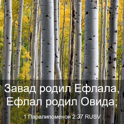 Picture 03 - 1 Паралипоменон 2:37 RUSV - Завад родил Ефлала, Ефлал - Bible Verse Picture