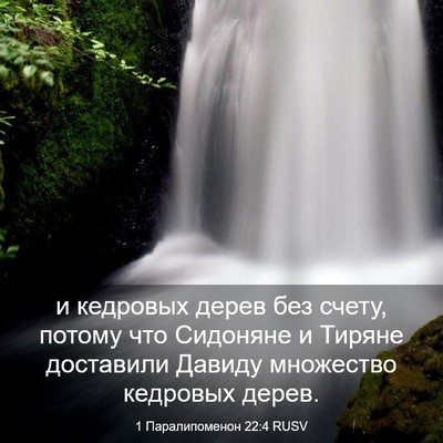 Picture 03 - 1 Паралипоменон 22:4 RUSV - и кедровых дерев без счету, - Bible Verse Picture