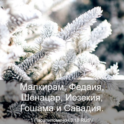 Picture 03 - 1 Паралипоменон 3:18 RUSV - Малкирам, Федаия, Шенацар, - Bible Verse Picture