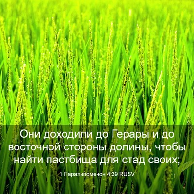 Picture 03 - 1 Паралипоменон 4:39 RUSV - Они доходили до Герары и до - Bible Verse Picture