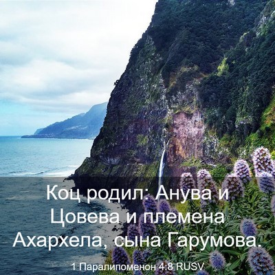 Picture 03 - 1 Паралипоменон 4:8 RUSV - Коц родил: Анува и Цовева и - Bible Verse Picture