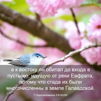 Picture 03 - 1 Паралипоменон 5:9 RUSV - а к востоку он обитал до - Bible Verse Picture