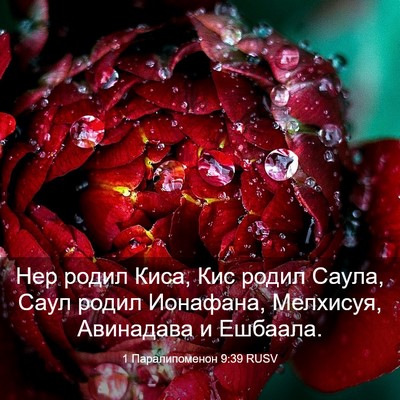 Picture 03 - 1 Паралипоменон 9:39 RUSV - Нер родил Киса, Кис родил - Bible Verse Picture