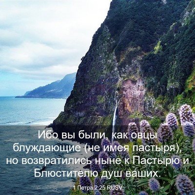 Picture 03 - 1 Петра 2:25 RUSV - Ибо вы были, как овцы - Bible Verse Picture