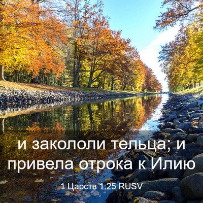 Picture 03 - 1 Царств 1:25 RUSV - и закололи тельца; и - Bible Verse Picture