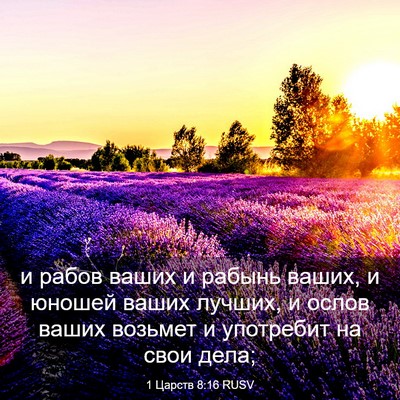 Picture 03 - 1 Царств 8:16 RUSV - и рабов ваших и рабынь - Bible Verse Picture