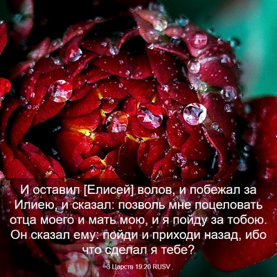 Picture 03 - 3 Царств 19:20 RUSV - И оставил [Елисей] волов, и - Bible Verse Picture