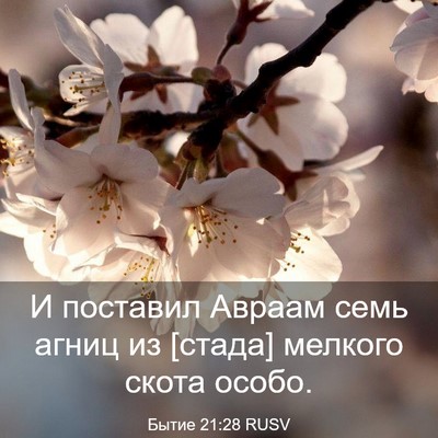 Picture 03 - Бытие 21:28 RUSV - И поставил Авраам семь - Bible Verse Picture