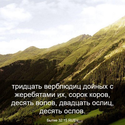 Picture 03 - Бытие 32:15 RUSV - тридцать верблюдиц дойных - Bible Verse Picture