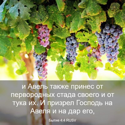 Picture 03 - Бытие 4:4 RUSV - и Авель также принес от - Bible Verse Picture