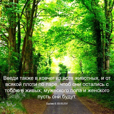 Picture 03 - Бытие 6:19 RUSV - Введи также в ковчег из - Bible Verse Picture