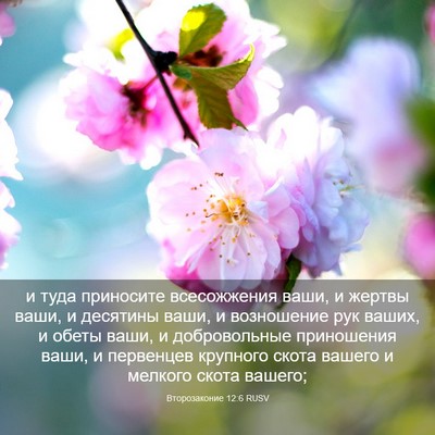 Picture 03 - Второзаконие 12:6 RUSV - и туда приносите - Bible Verse Picture