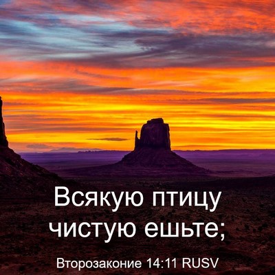 Picture 03 - Второзаконие 14:11 RUSV - Всякую птицу чистую - Bible Verse Picture