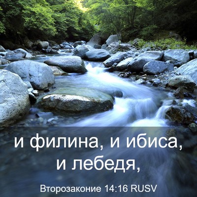 Picture 03 - Второзаконие 14:16 RUSV - и филина, и ибиса, и - Bible Verse Picture