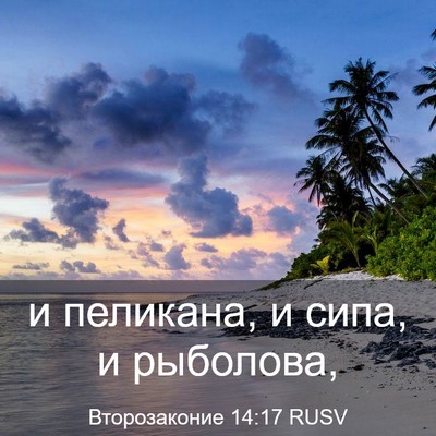Picture 03 - Второзаконие 14:17 RUSV - и пеликана, и сипа, и - Bible Verse Picture