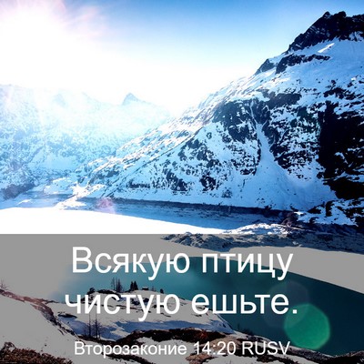 Picture 03 - Второзаконие 14:20 RUSV - Всякую птицу чистую - Bible Verse Picture