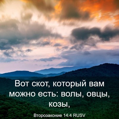 Picture 03 - Второзаконие 14:4 RUSV - Вот скот, который вам можно - Bible Verse Picture