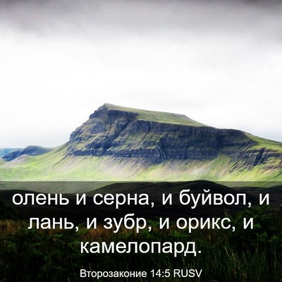 Picture 03 - Второзаконие 14:5 RUSV - олень и серна, и буйвол, и - Bible Verse Picture