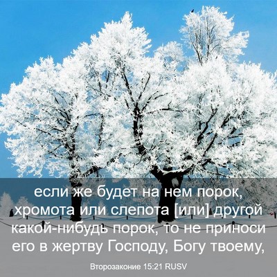 Picture 03 - Второзаконие 15:21 RUSV - если же будет на нем порок, - Bible Verse Picture