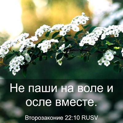 Picture 03 - Второзаконие 22:10 RUSV - Не паши на воле и осле - Bible Verse Picture