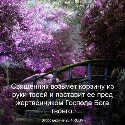Picture 03 - Второзаконие 26:4 RUSV - Священник возьмет корзину - Bible Verse Picture