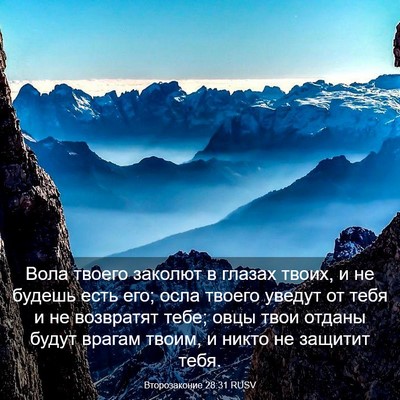 Picture 03 - Второзаконие 28:31 RUSV - Вола твоего заколют в - Bible Verse Picture