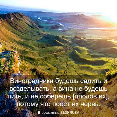 Picture 03 - Второзаконие 28:39 RUSV - Виноградники будешь - Bible Verse Picture