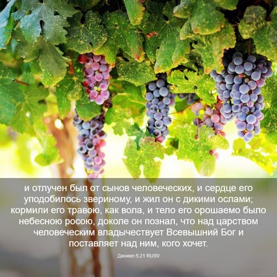 Picture 03 - Даниил 5:21 RUSV - и отлучен был от сынов - Bible Verse Picture