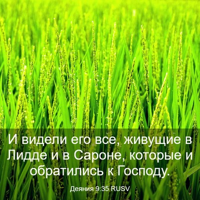 Picture 03 - Деяния 9:35 RUSV - И видели его все, живущие в - Bible Verse Picture
