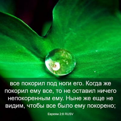 Picture 03 - Евреям 2:8 RUSV - все покорил под ноги его. - Bible Verse Picture