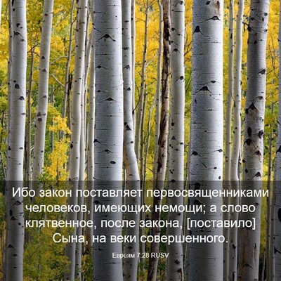 Picture 03 - Евреям 7:28 RUSV - Ибо закон поставляет - Bible Verse Picture
