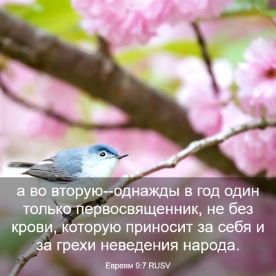 Picture 03 - Евреям 9:7 RUSV - а во вторую--однажды в год - Bible Verse Picture