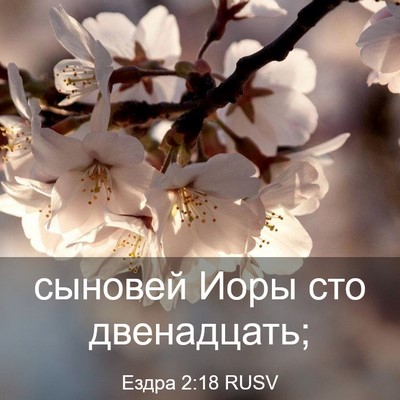 Picture 03 - Ездра 2:18 RUSV - сыновей Иоры сто - Bible Verse Picture